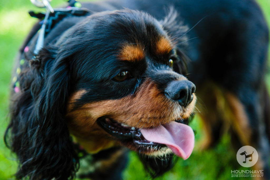 King Charles Cavalier Spaniel at Houndwave